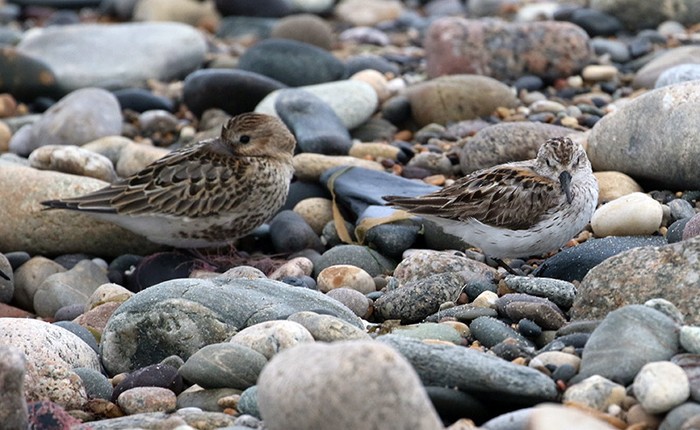 Western Sandpiper