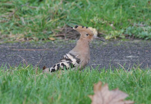 Hoopoe