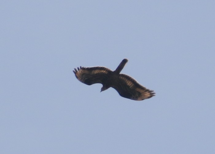 Honey Buzzard