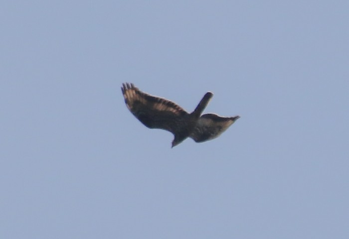 Honey Buzzard