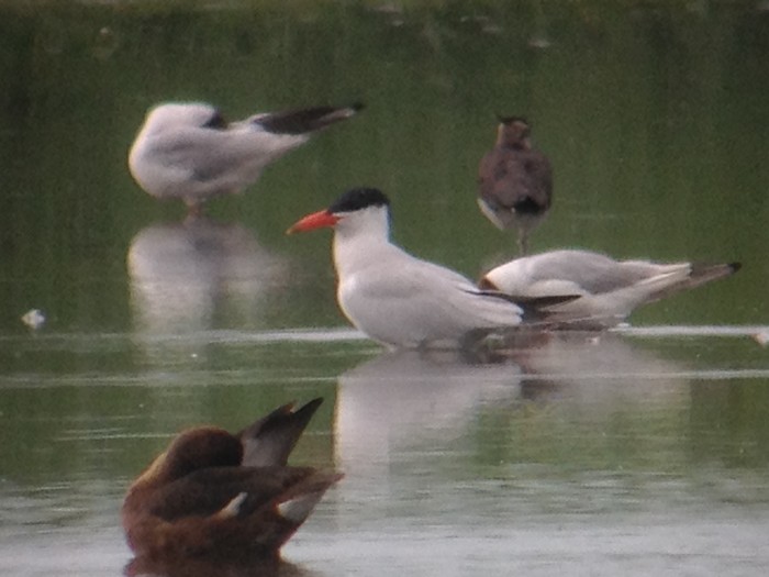 Caspian Tern