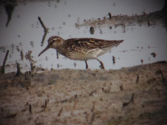 Broad-billed Sandpiper