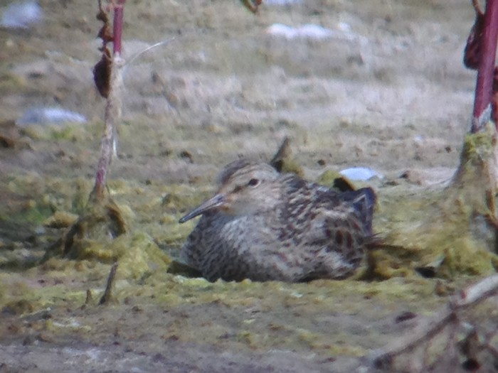 Pectoral Sandpiper
