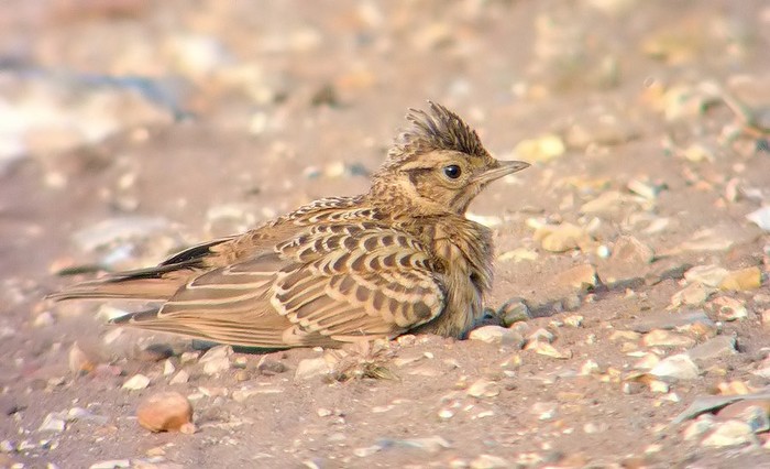 Woodlark