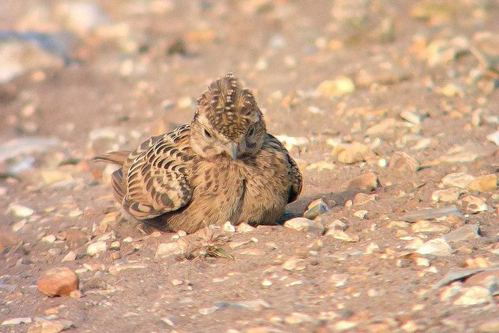 Woodlark