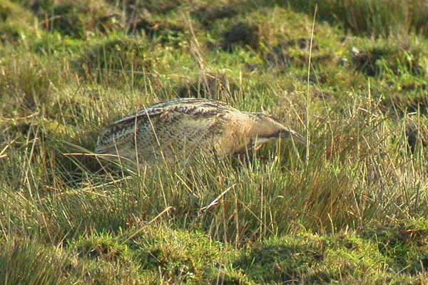Bittern