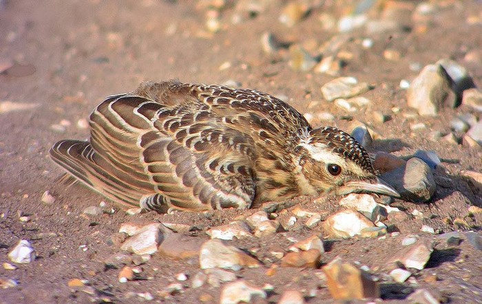 Woodlark