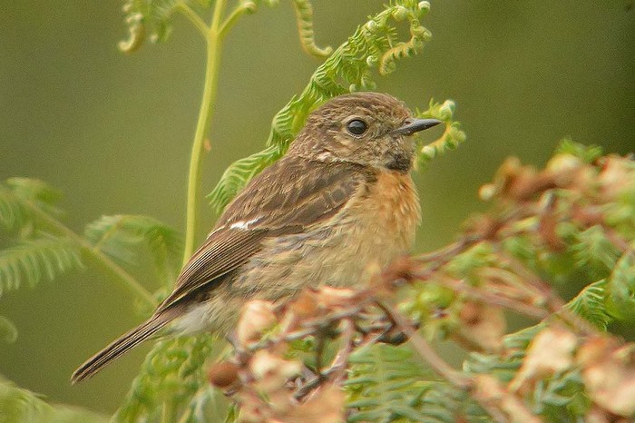 Stonechat