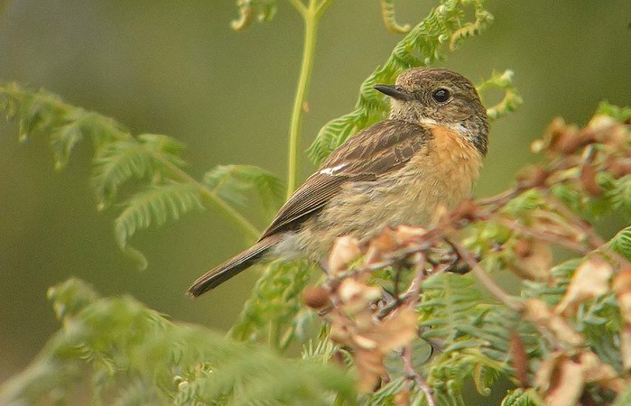 Stonechat