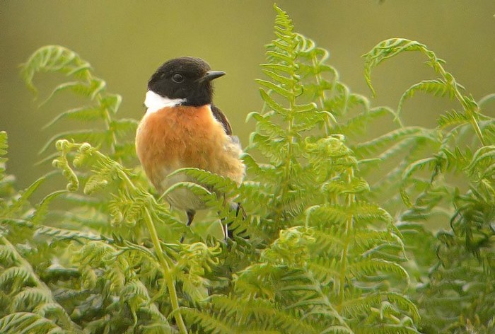 Stonechat