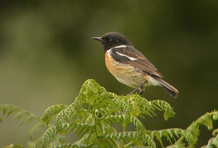 Stonechat