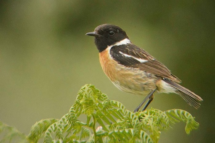 Stonechat