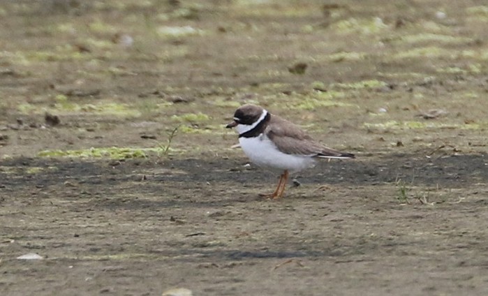 Semipalmated Plover