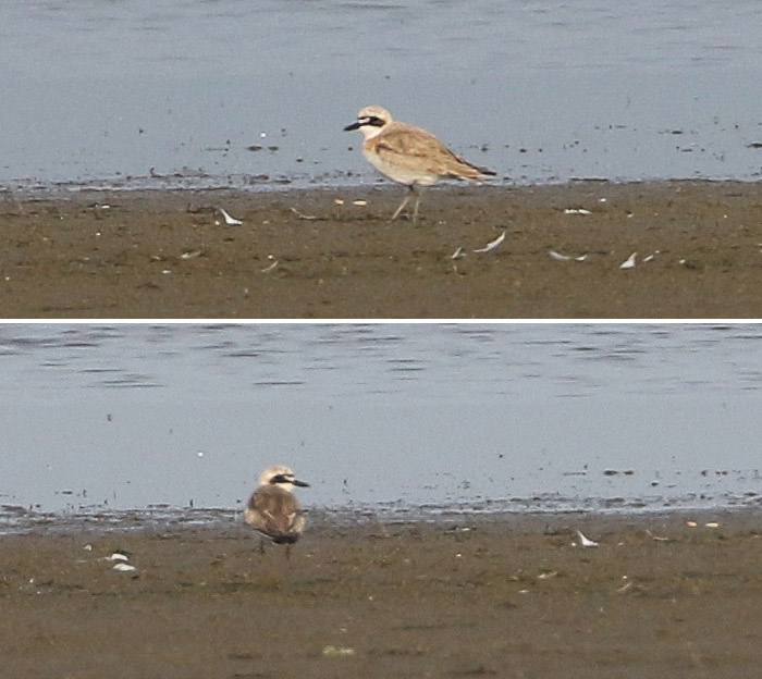 Greater Sand Plover