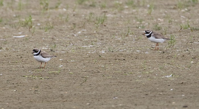 Semipalmated Plover