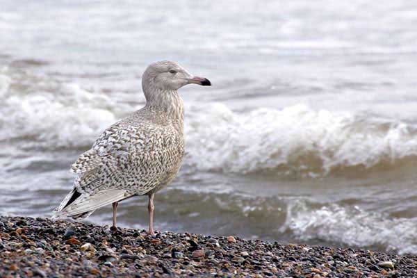 Glaucous Gull