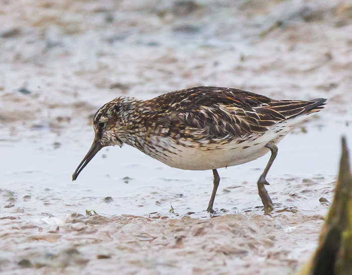 Broad-billed Sandpiper
