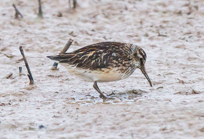 Broad-billed Sandpiper