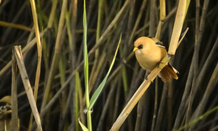 Bearded Tit