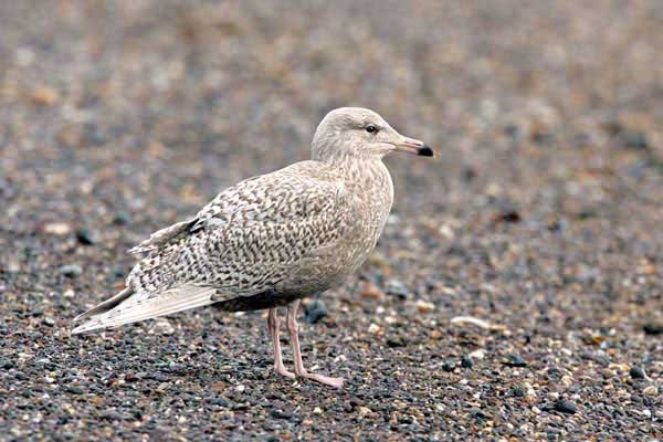 Glaucous Gull