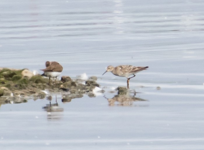 Pectoral Sandpiper