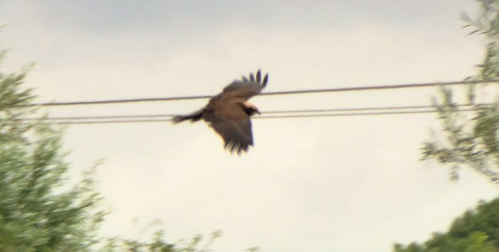 Marsh Harrier