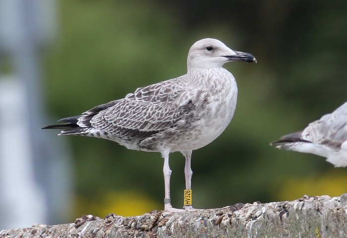 Caspian Gull