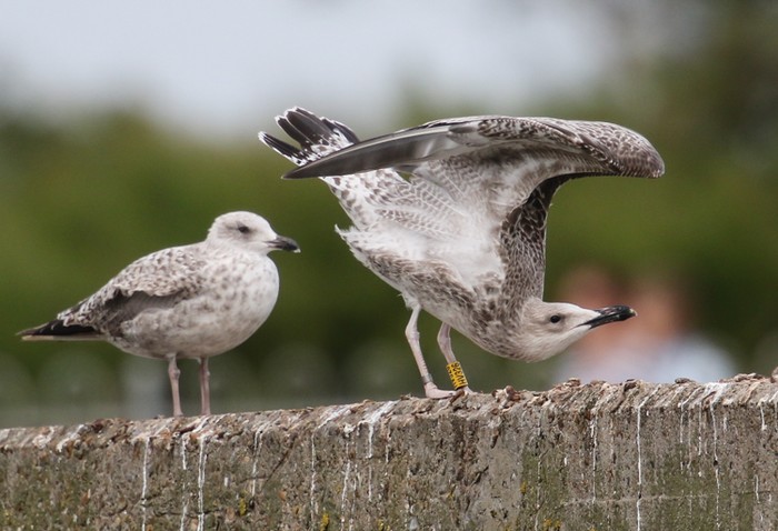 Caspian Gull