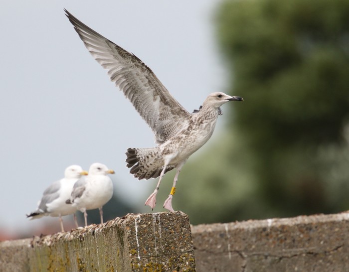 Caspian Gull