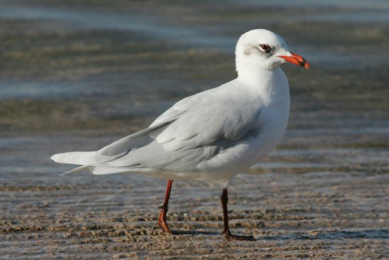 Mediterranean Gull
