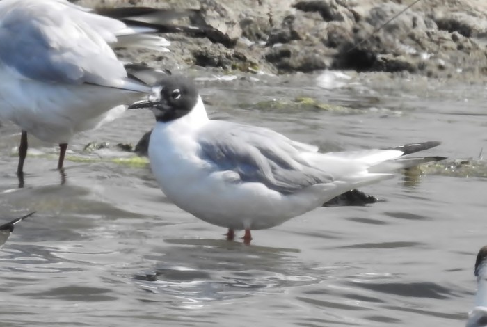 Bonaparte's Gull