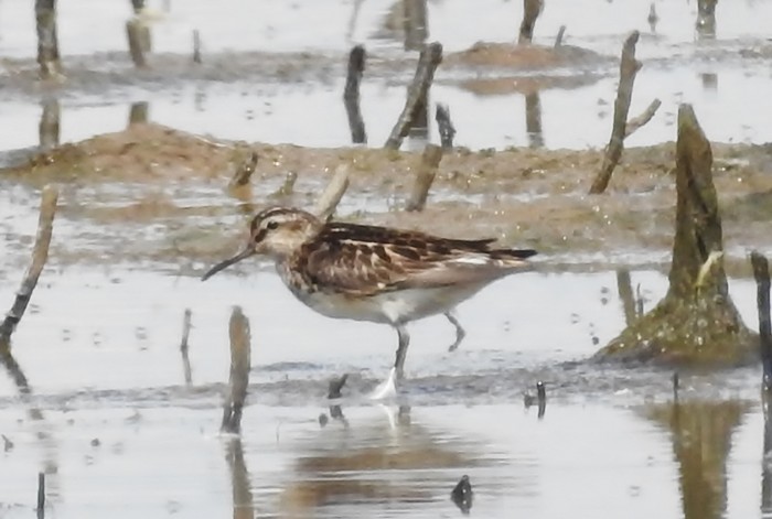 Broad-billed Sandpiper