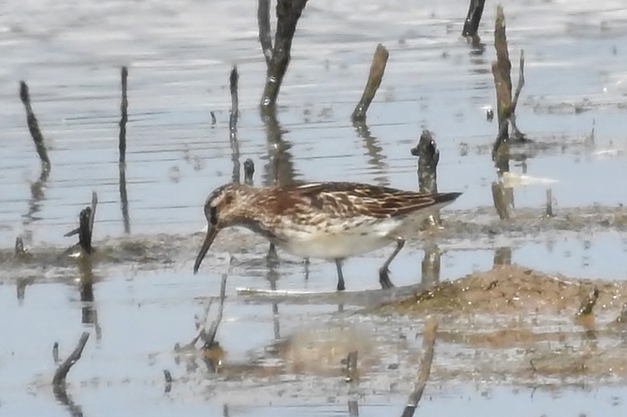 Broad-billed Sandpiper