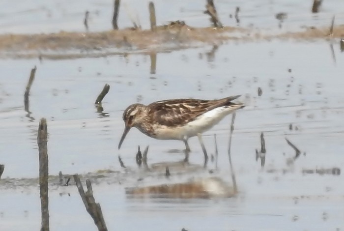 Broad-billed Sandpiper
