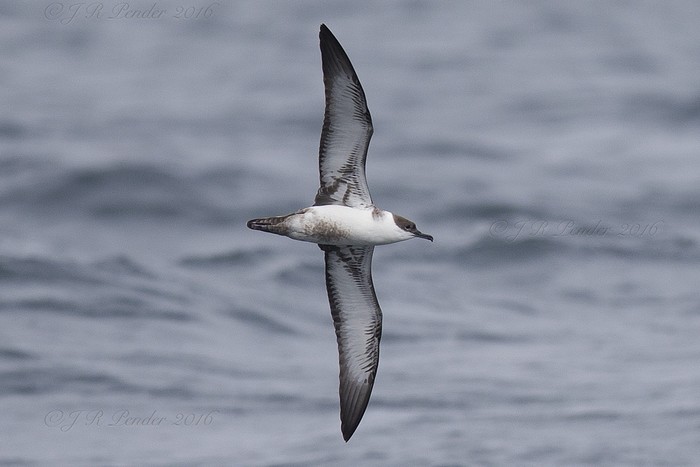 Great Shearwater
