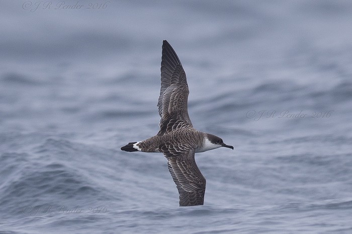 Great Shearwater