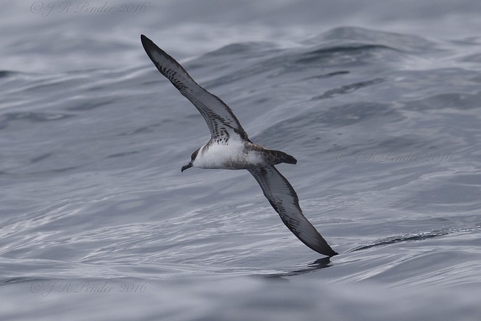 Great Shearwater