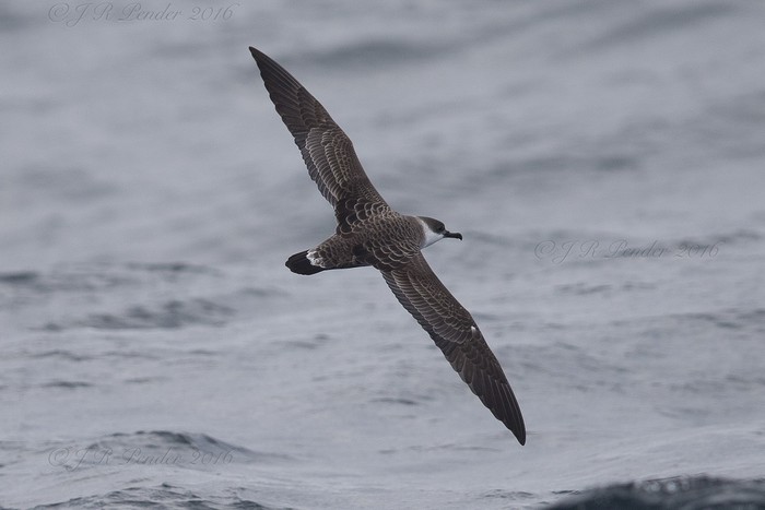 Great Shearwater