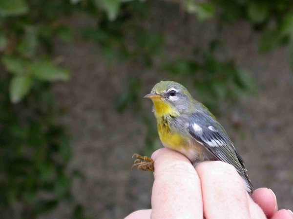 Northern Parula