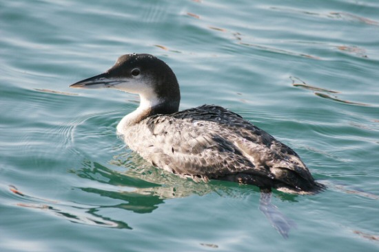 Great Northern Diver
