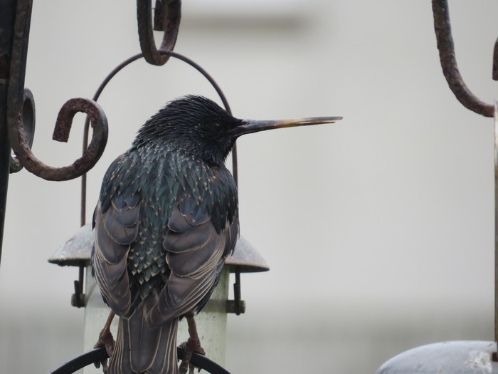 Starling