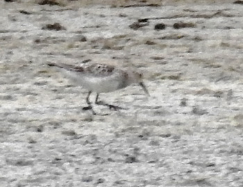 Pectoral Sandpiper