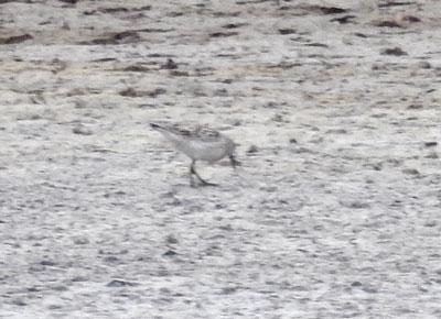 Pectoral Sandpiper