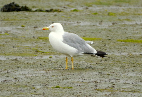 Yellow-legged Gull