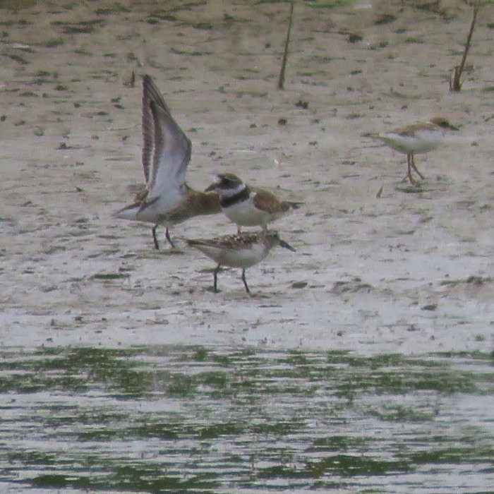 Baird's Sandpiper