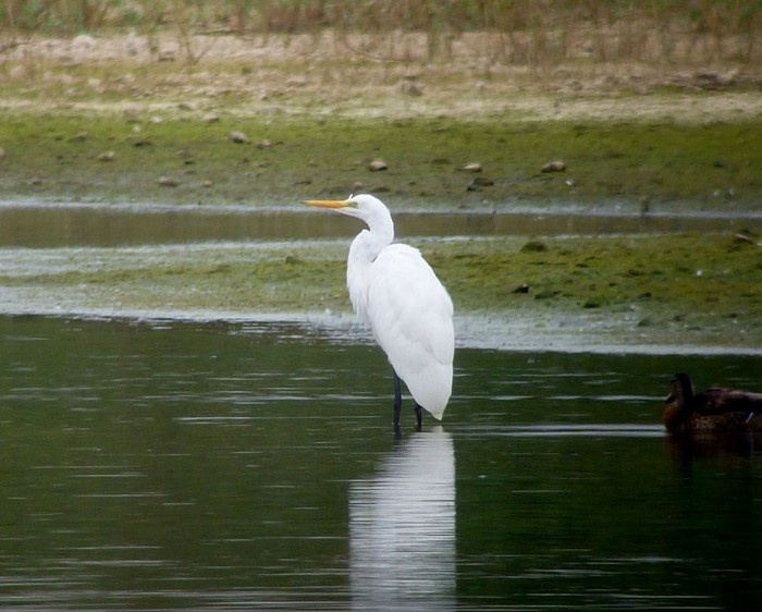 Great White Egret