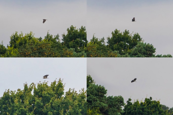 Honey Buzzard
