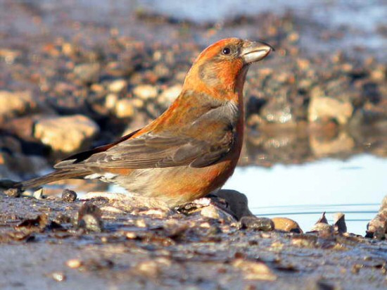 Common Crossbill