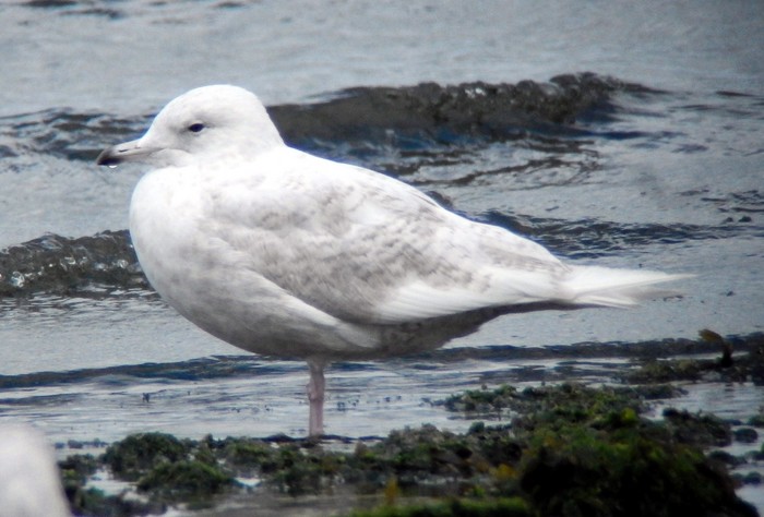 Iceland Gull