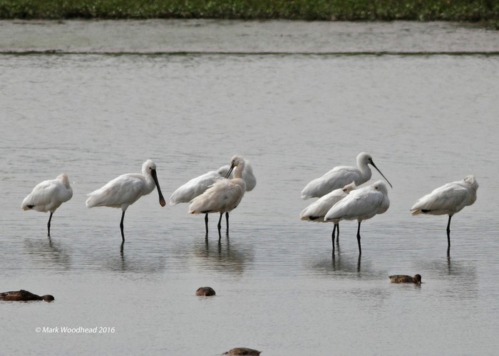 Spoonbill